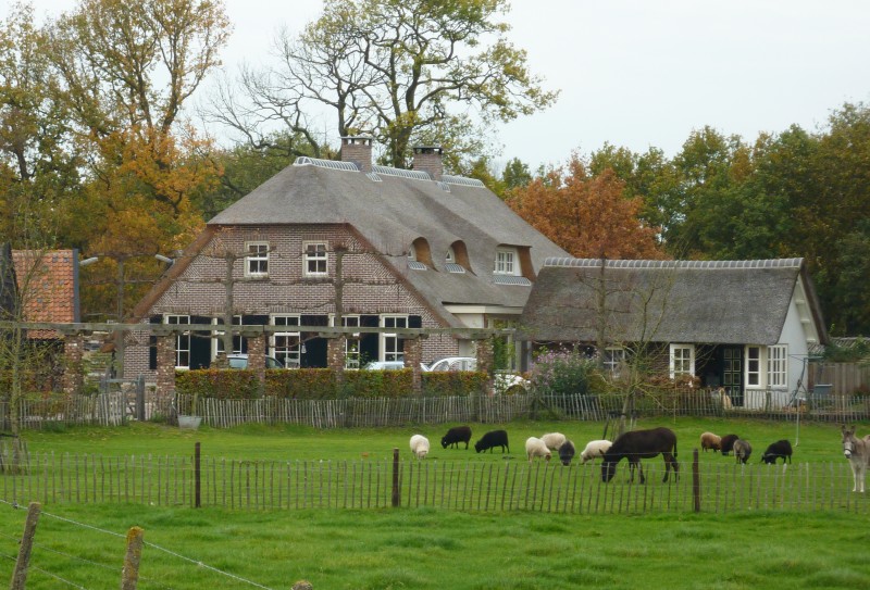 boerderij riet vervangen